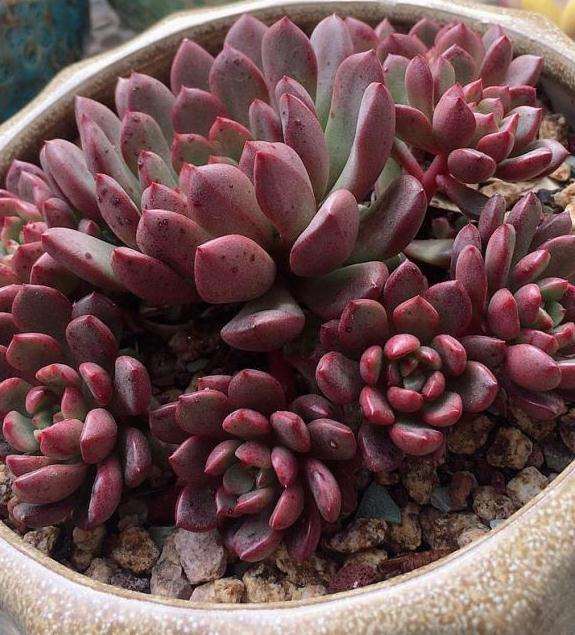 为什么养多肉是为了秋天