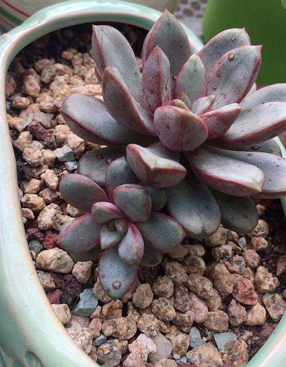 为什么养多肉是为了秋天