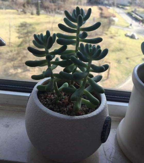 秋天养的乙女心多肉