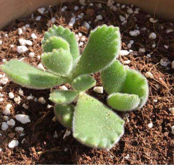 秋天养的乙女心多肉