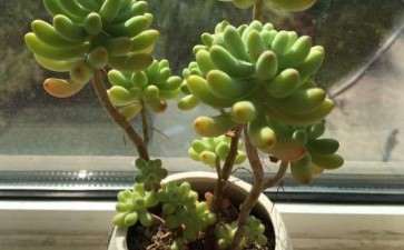 秋天养的乙女心多肉 可以吗 图片