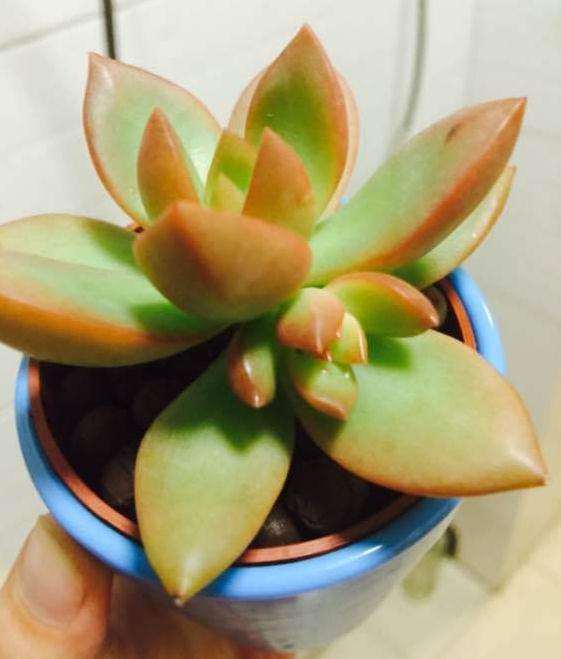 为什么多肉是秋天很容易出状态