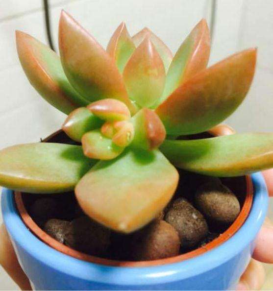 为什么多肉是秋天很容易出状态