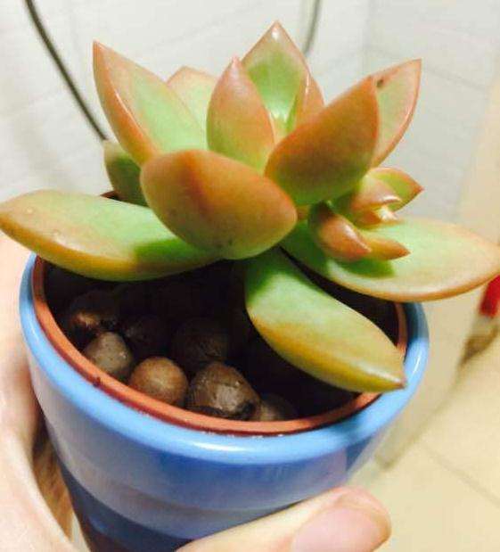 为什么多肉是秋天很容易出状态