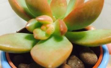 为什么多肉是秋天很容易出状态 图片