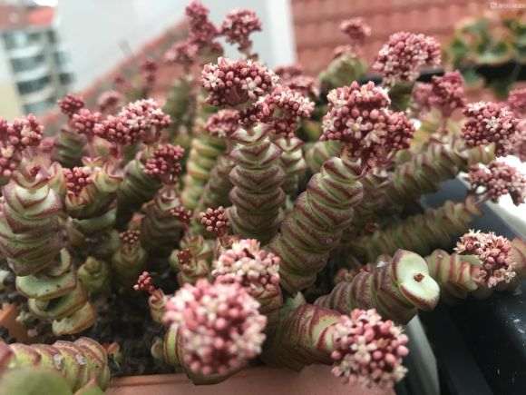 为什么秋天钱串多肉开花了