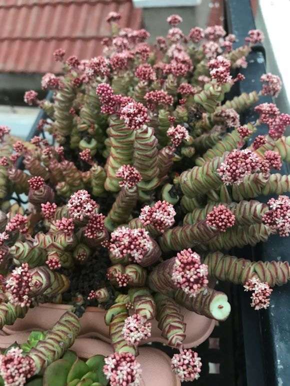 为什么秋天钱串多肉开花了