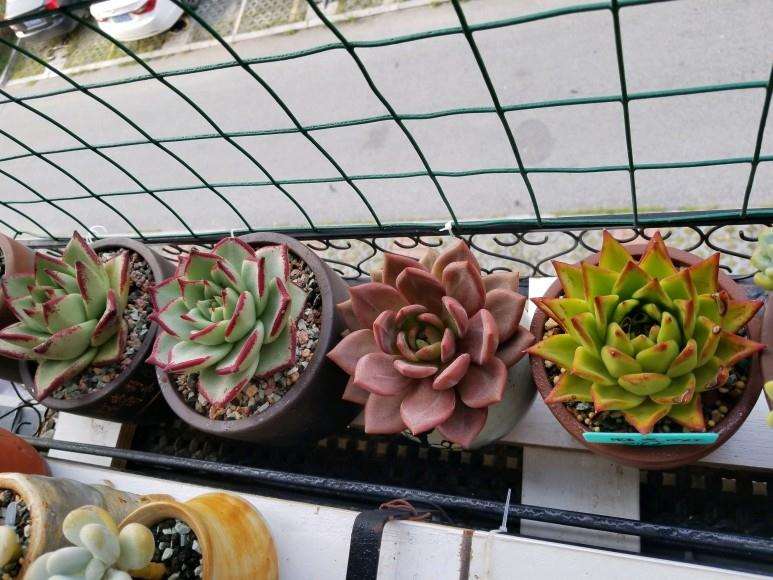 为什么多肉就等着秋天变美了