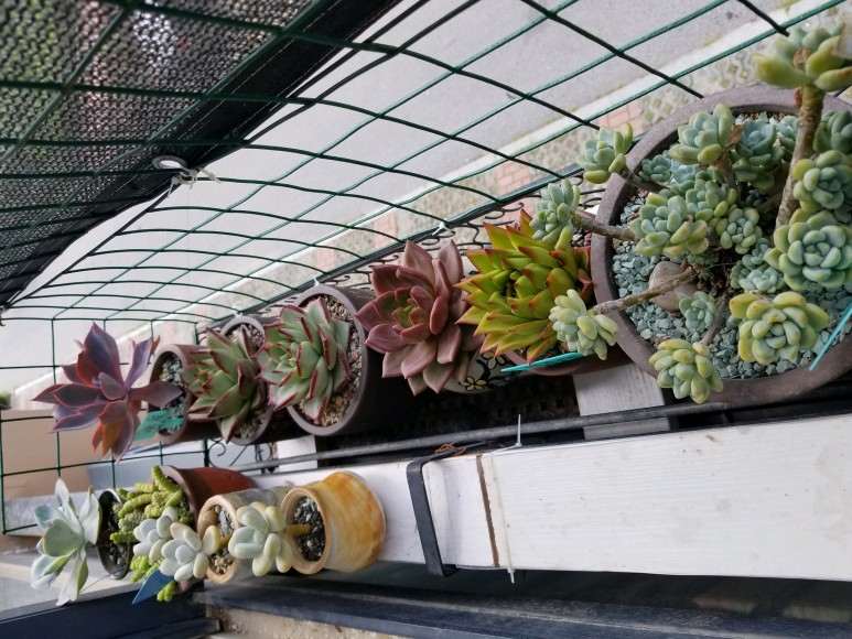 为什么多肉就等着秋天变美了