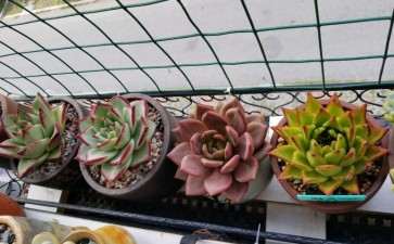 为什么多肉就等着秋天变美了 图片