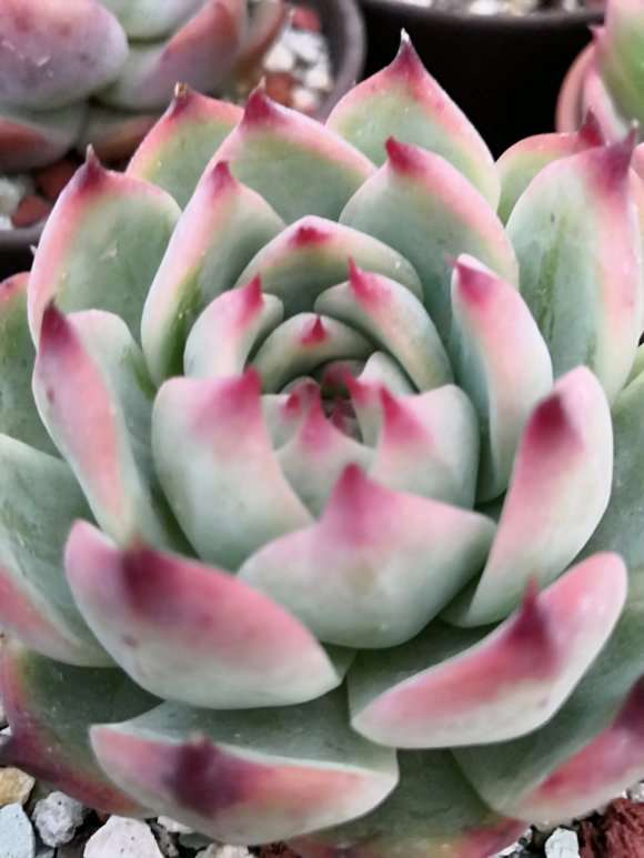 秋天将至 多肉也有些状态了