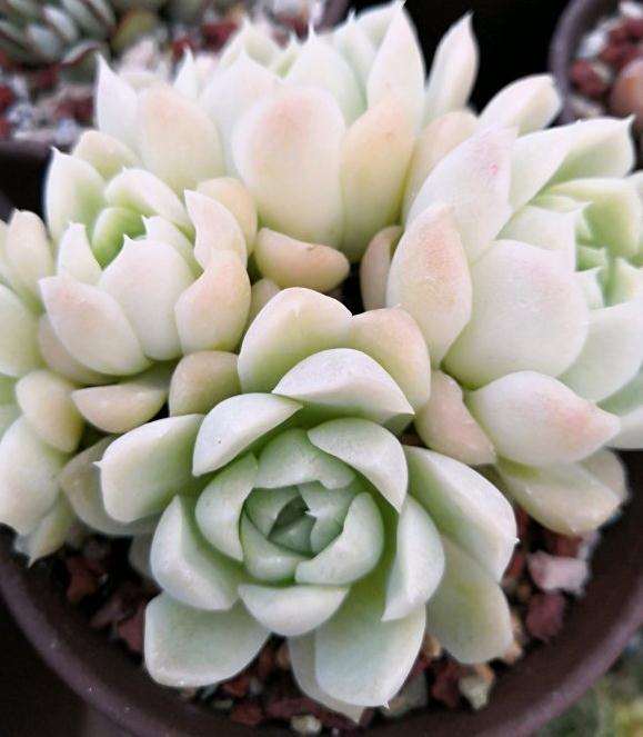 秋天将至 多肉也有些状态了