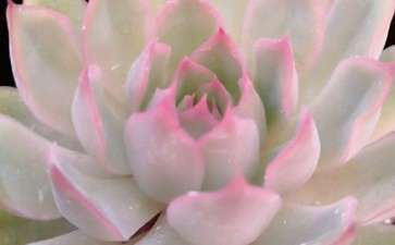 秋天将至 多肉也有些状态了 图片