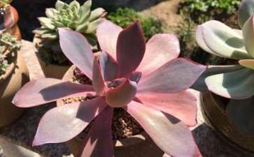 南方 秋天多肉出状态了 图片