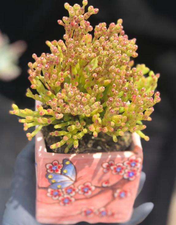 秋天来了 多肉最美的时刻也到了