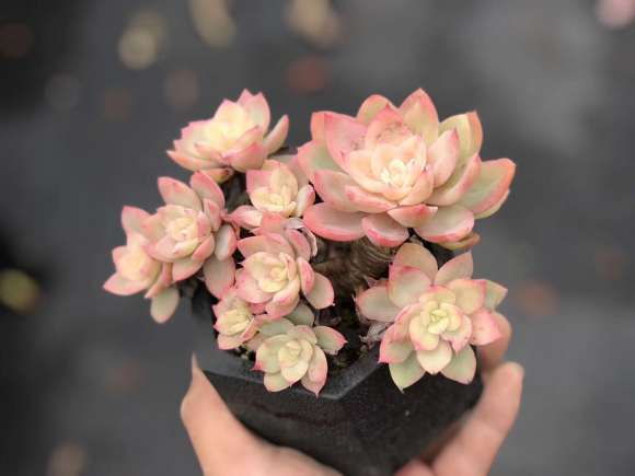 秋天来了 多肉最美的时刻也到了