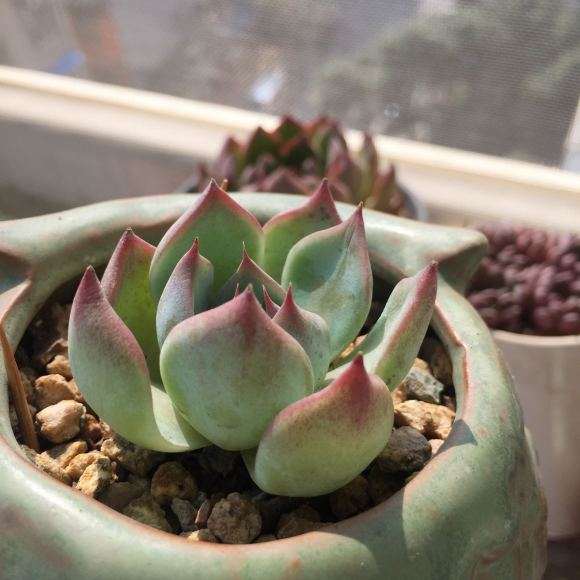 为什么秋天是适合多肉生长的季节