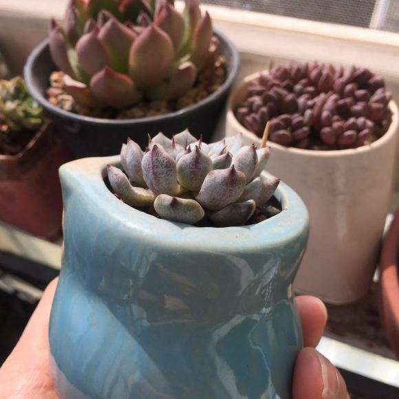 为什么秋天是适合多肉生长的季节