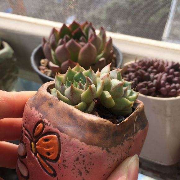 为什么秋天是适合多肉生长的季节