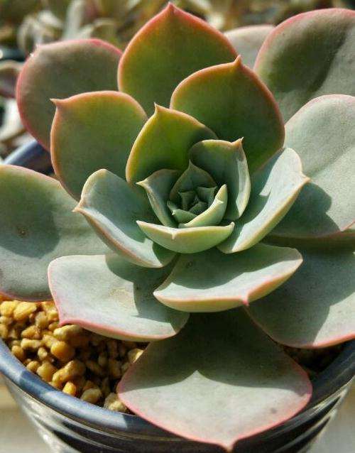 秋天 多肉开始美起来了