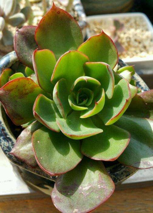 秋天 多肉开始美起来了