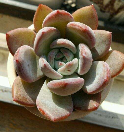 秋天 多肉开始美起来了