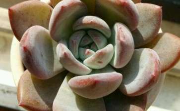 秋天 多肉开始美起来了 图片