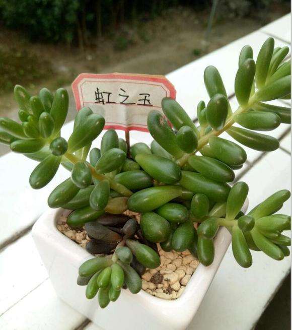 秋天到了 多肉坚持不住