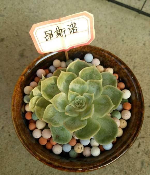 秋天到了 多肉坚持不住