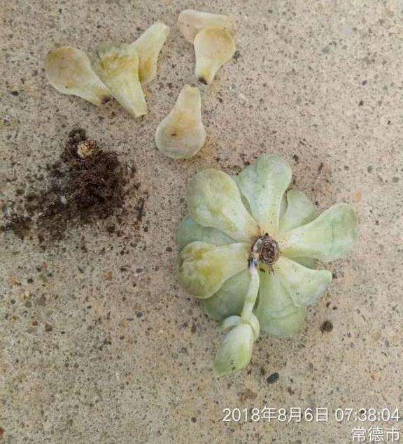 秋天到了 多肉坚持不住