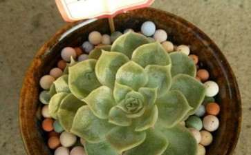 秋天到了 多肉坚持不住了 图片