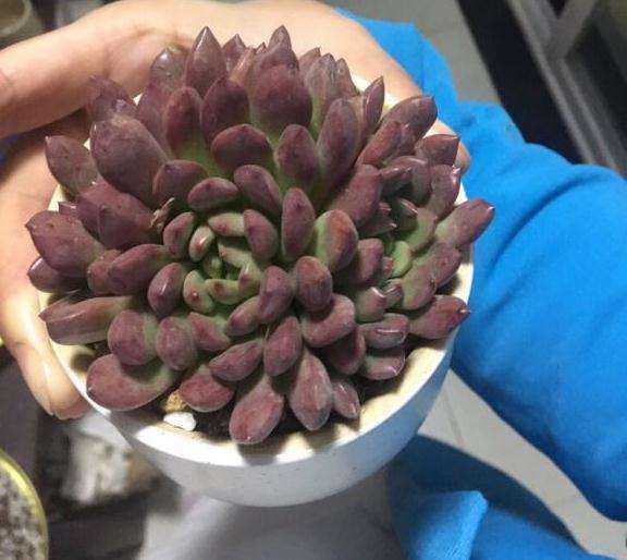 为什么秋天是多肉变美的时候