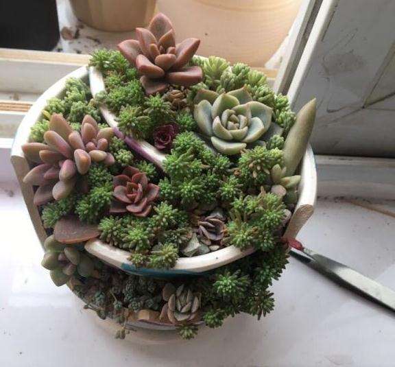 为什么秋天是多肉变美的时候