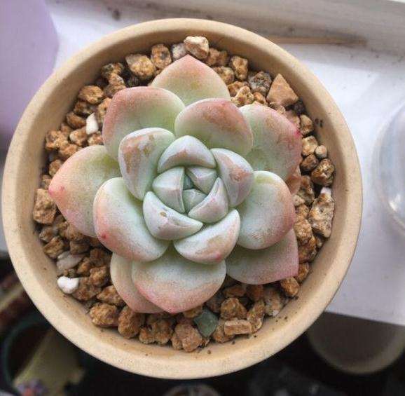 为什么秋天是多肉变美的时候