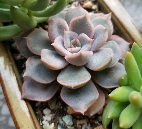 秋天是多肉生长旺季 就是长的有点歪