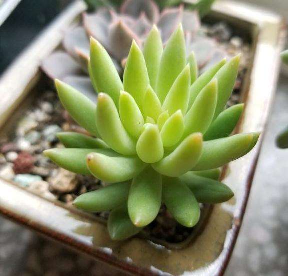 秋天是多肉生长旺季 就是长的有点歪