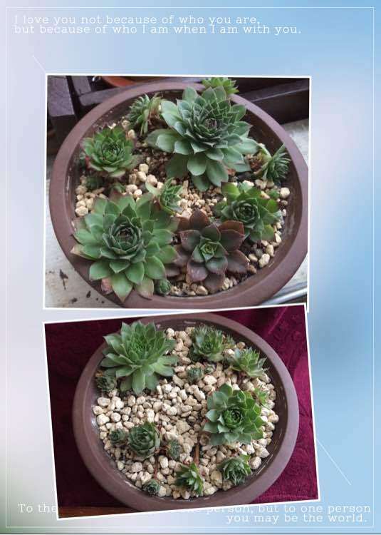 春天到秋天 多肉普货对比图