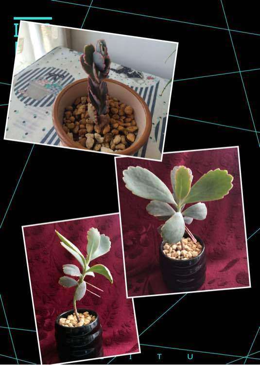 春天到秋天 多肉普货对比图