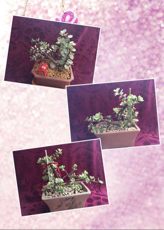 春天到秋天 多肉普货对比图