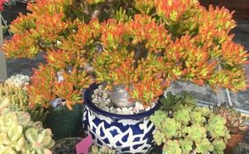 秋天 美丽的吸财树多肉 图片