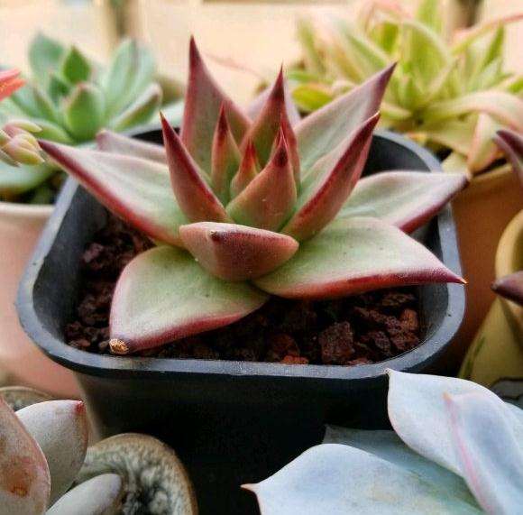 秋天的多肉是多么醉人呐 图片