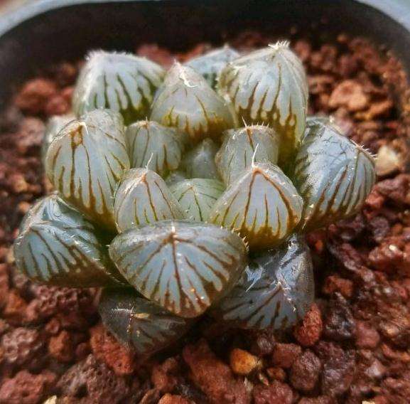 秋天的多肉是多么醉人呐 图片