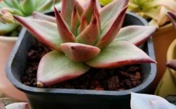 秋天的多肉是多么醉人呐 图片