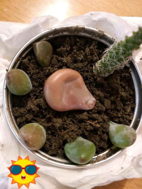 秋天桃蛋多肉怎么叶插的方法