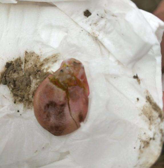 秋天桃蛋多肉怎么叶插的方法