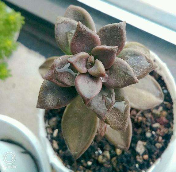 秋天多肉只光照几小时