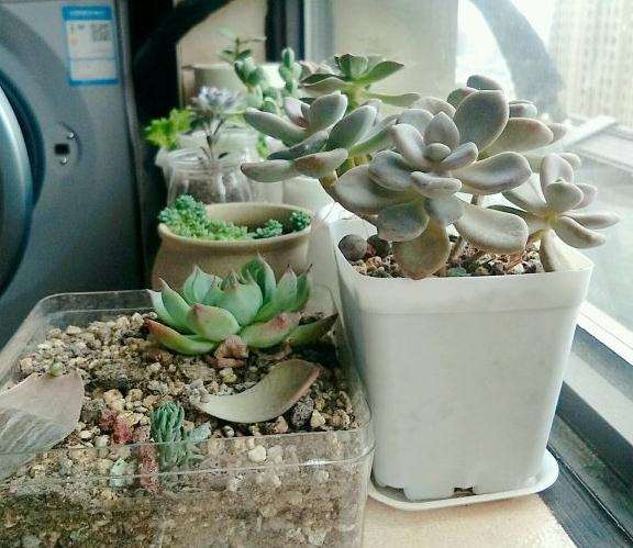 秋天多肉只光照几小时