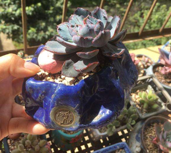 秋天养多肉就是好啊