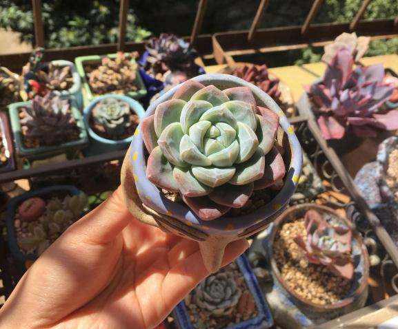 秋天养多肉就是好啊