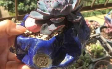 秋天养多肉就是好啊 图片